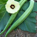Perkins Long Pod Okra Seeds - Organic Heirloom - Non-GMO - Fresh - Abelmoschus esculentus