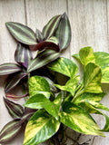 Live House Plant Cuttings - 20 Rooted Pothos & Wandering Jew - Epipremnum aureum & Tradescantia zebrina