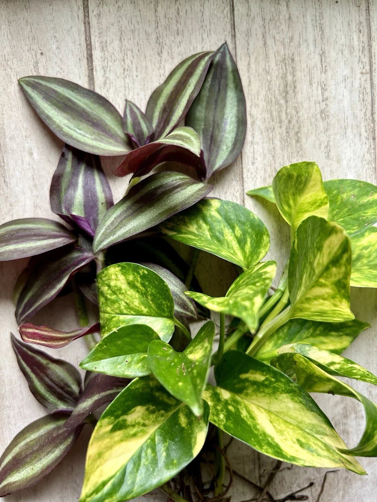 Live House Plant Cuttings - 20 Rooted Pothos & Wandering Jew - Epipremnum aureum & Tradescantia zebrina