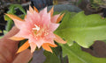 Epiphyllum ''Kaguyahame" Small Flower - 2 Rooted Stems - Rare Orchid Cactus Plant - Unique Houseplant