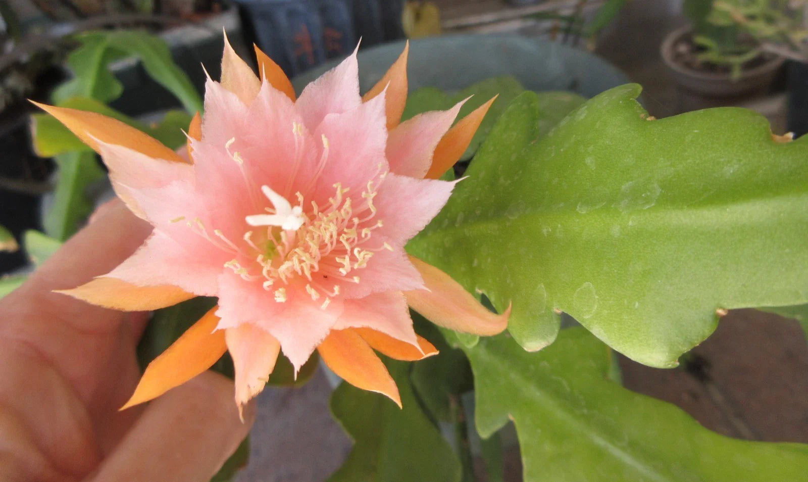 Epiphyllum ''Kaguyahame" Small Flower - 2 Rooted Stems - Rare Orchid Cactus Plant - Unique Houseplant