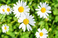 White Daisy Seeds for Planting, 1,000 Count, Shasta Daisy, Easy to Grow Perennial Flowers, Leucanthemum x superbum