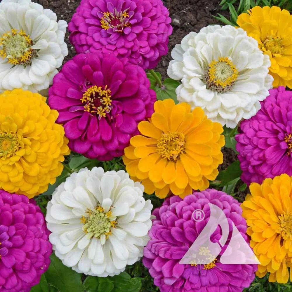 Zinnia Seeds - Mardi Gras Mix - Non-GMO 200 Seeds - Colorful Flowers for Pollinators & Butterflies - Zinnia elegans