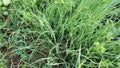 Garlic Chives Live Plant - Hardy Perennial Herb - 10+ 1 Year Old Well Rooted - Allium tuberosum