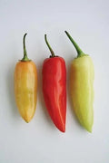 Santa Fe Grande Pepper Seeds - 100 Non-GMO Heirloom Hot Pepper Seeds for Fresh Garden Planting - Capsicum annuum