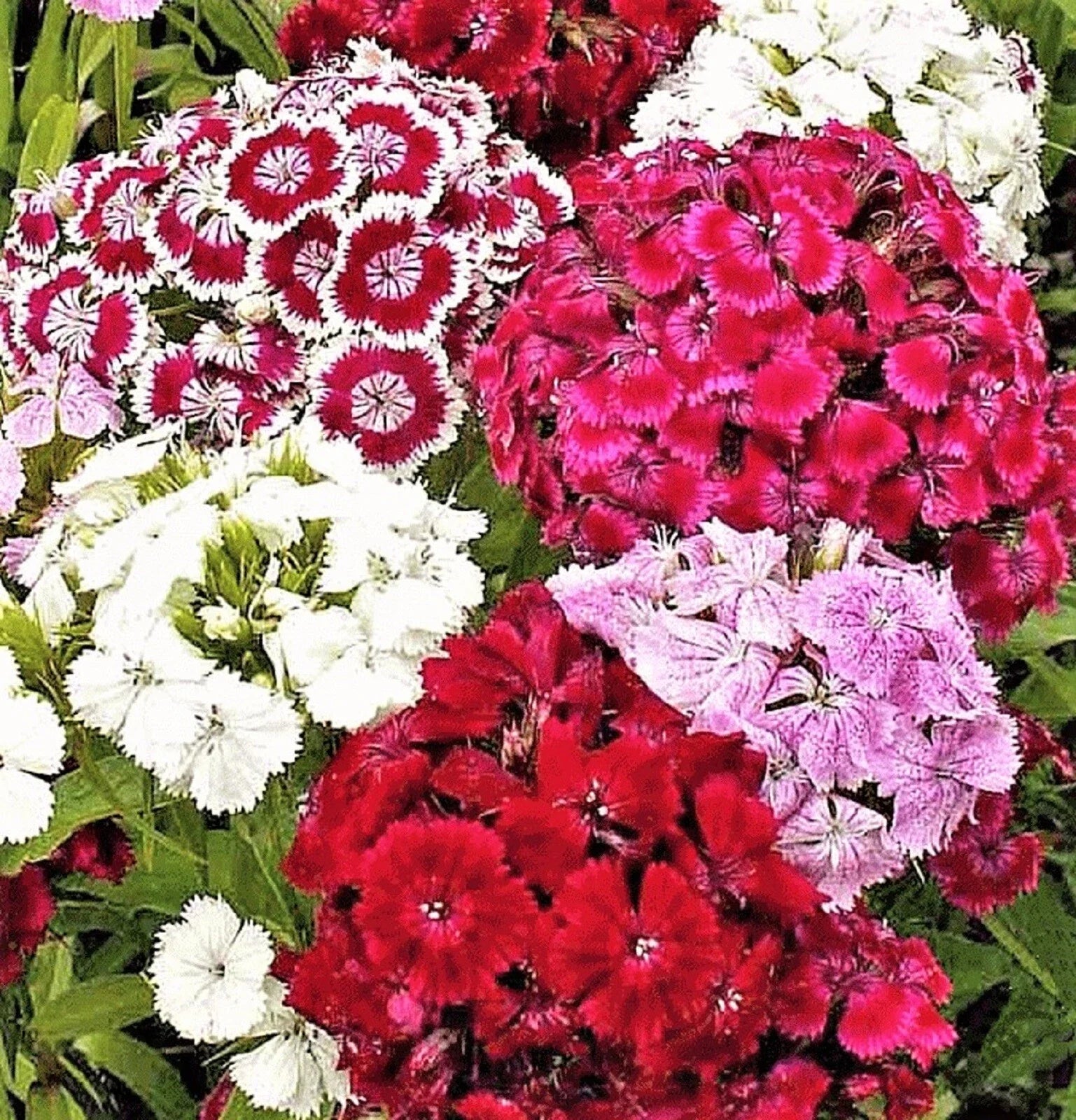 Sweet William Seeds - 200+ Seeds, Dianthus barbatus, Colorful Perennial Flower Seeds for Garden Planting