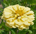 Zinnia Seeds 200 Count Isabellina Yellow Huge Blooms Non-GMO for Butterflies & Hummingbirds - Perfect Garden Flowers