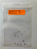 S. Buckleyi x Magonda Seeds - Rare Hybrid Plant Seeds - Unique Varieties for Garden Enthusiasts - S. Buckleyi Hybrid