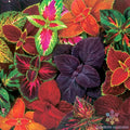 Giant Exhibition Mix Coleus Seeds - 25+ Seeds for Garden Planting - Colorful Foliage - Ideal for Containers and Borders