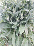 Comfrey Root Cuttings LIVE 4 Bocking 4 3-4" Roots (Symphytum × uplandicum) for Medicinal Herb & Soil Building