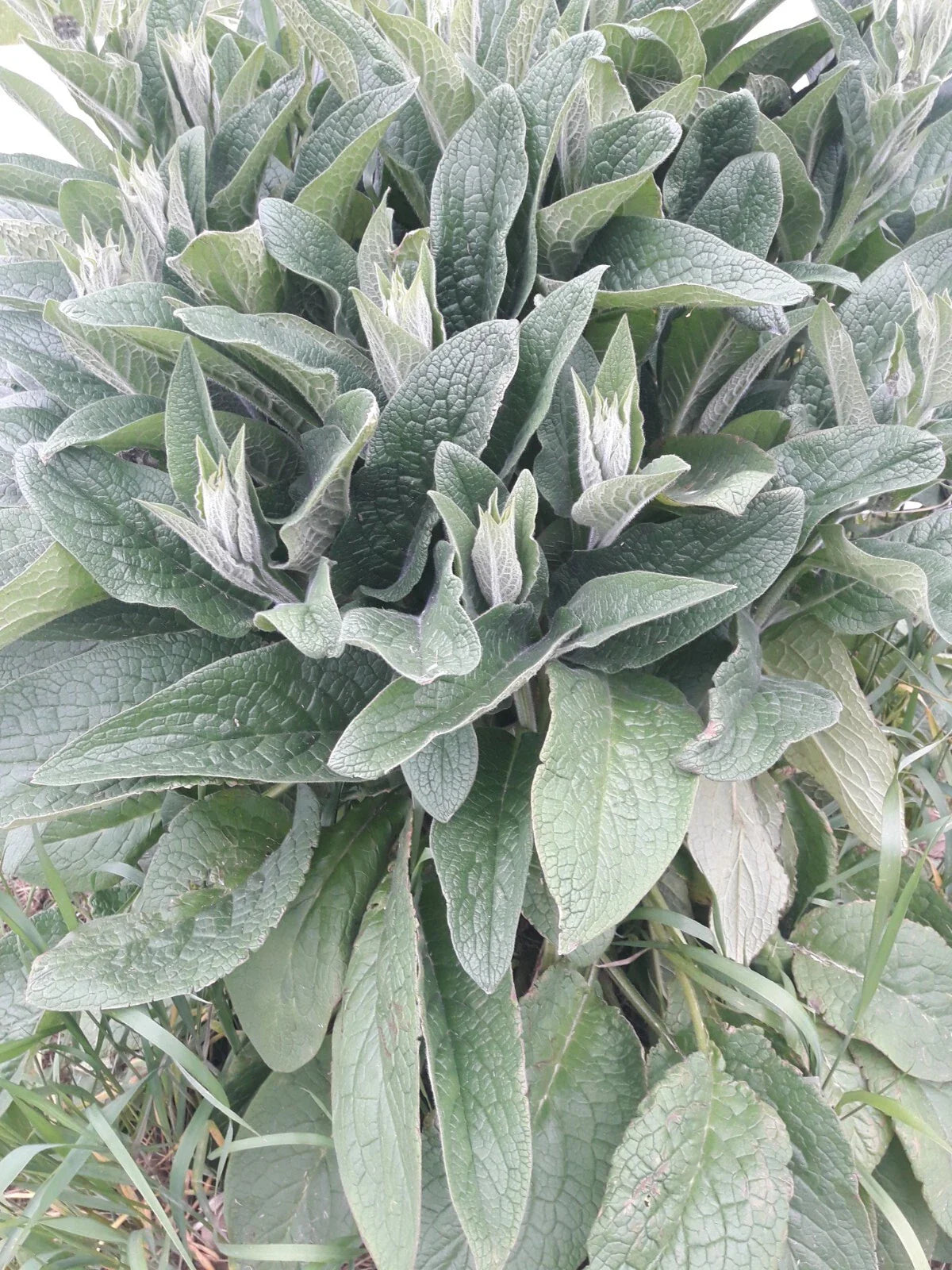 Comfrey Root Cuttings LIVE 4 Bocking 4 3-4" Roots (Symphytum × uplandicum) for Medicinal Herb & Soil Building