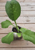 Comfrey Bocking 4 Root Cutting | Established Plant | Symphytum x uplandicum | Medicinal Herb
