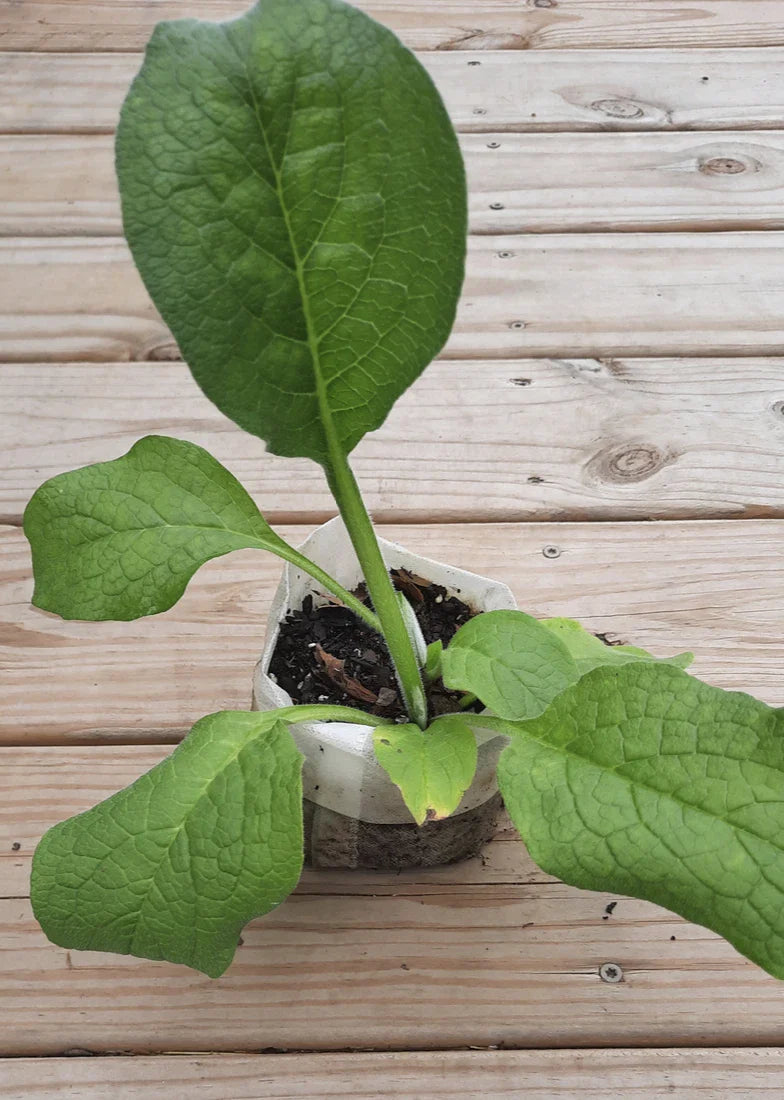 Comfrey Bocking 4 Root Cutting | Established Plant | Symphytum x uplandicum | Medicinal Herb