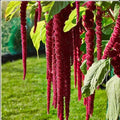 Love Lies Bleeding Herb Seeds - 200+ Seeds - Amaranthus Caudatus - Tassel Callaloo Red - Edible Flower Seeds