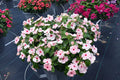 Vinca Titan Apricot Seeds - 100 Count - Catharanthus roseus - Non-California Shipping - Annual Flower Seeds