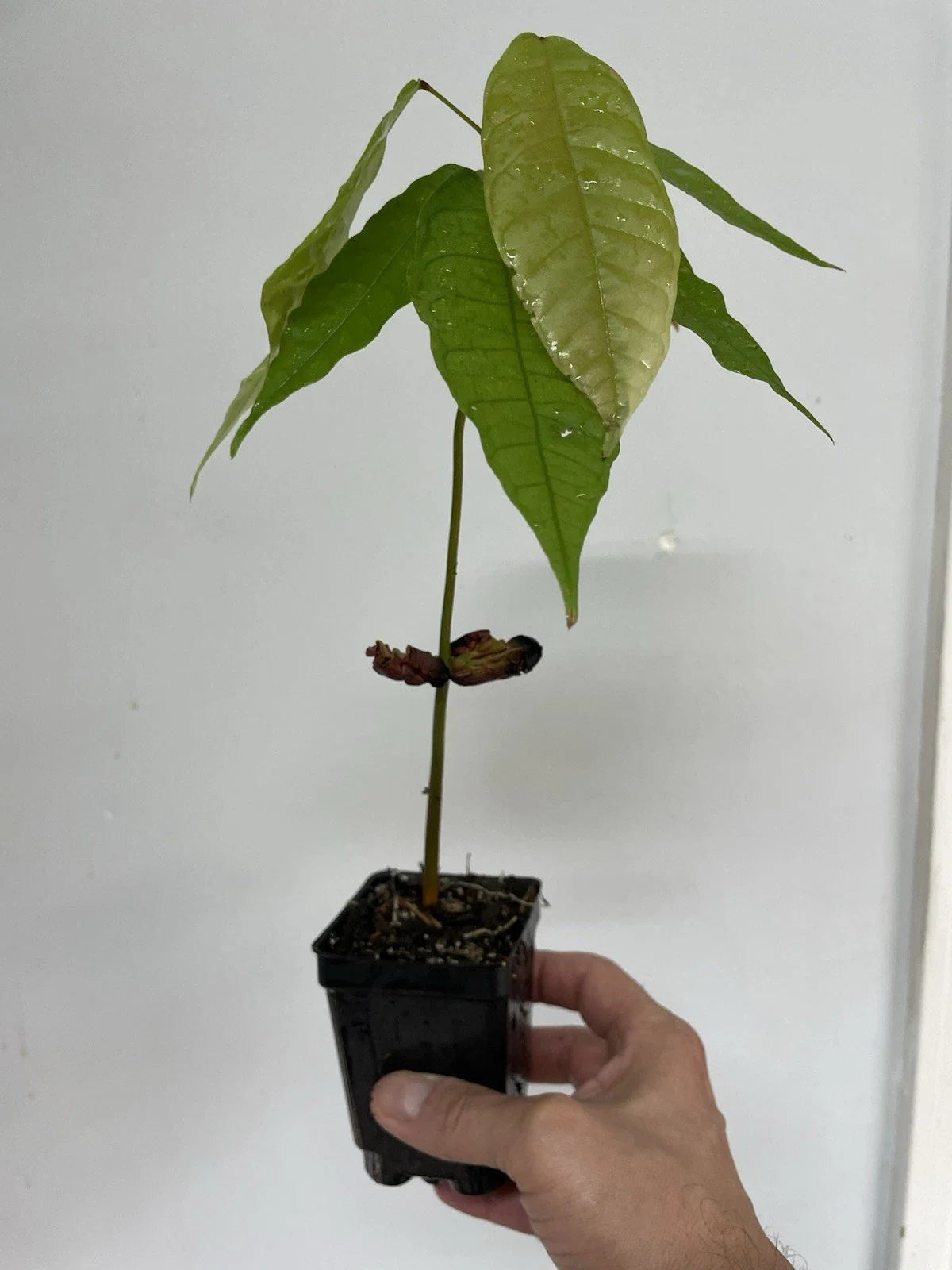Trinitario Cacao Plant Seedling - 3" Pot, Large Rounded Fruit, Theobroma cacao, Indoor Tropical Plant