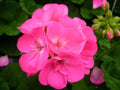 Maverick Pink Geranium Seeds - 12 Fresh Flower Seeds - Geranium maderense - Easy to Grow, Colorful Blooms