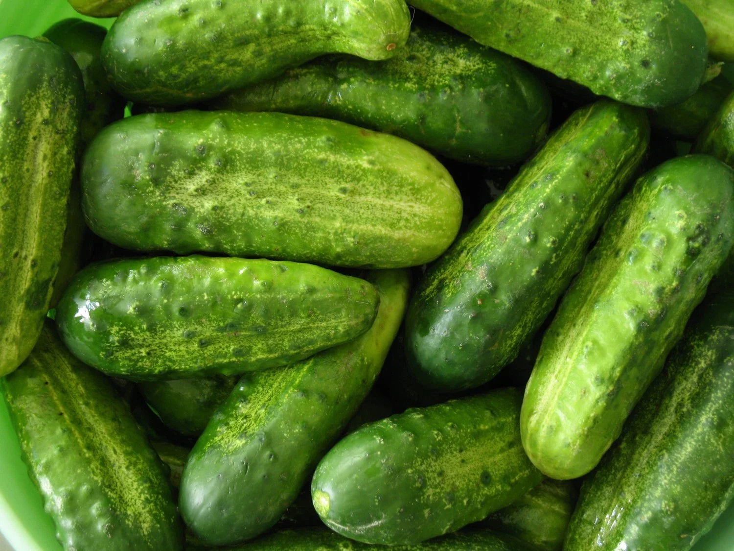 Homemade Pickles Cucumber Seeds, Heirloom Variety, NON-GMO, Various Sizes, Cucumis sativus