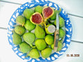 Fig Tree Cuttings - 6 Pieces - Vasilika Sika - Delicious White Fig - Cold Hardy