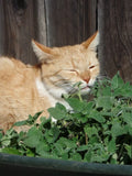 Catmint Herb Seeds - 1000 Pack - Catnip (Nepeta cataria) - Cat-Friendly Plant for Gardens and Indoor Pots