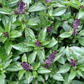 Cinnamon Basil Seeds - Non-GMO Herb Seeds - Ocimum basilicum - Shipped with Tracking