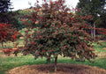 Deciduous Holly Live Plant Set of 2 - 16+ Inches Ilex decidua - Bare Root - Red Berry Producing Tree for Zones 5-9