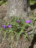Spiderwort Plants 25 Bare Root Tradescantia Virginiana Perennial Drought-Resistant Medium Sun Partial Shade