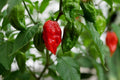 Ghost Pepper Seeds - 50+ Seeds - Bhut Jolokia - Over 1 Million Scoville - Hot Pepper Seeds