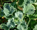 Horehound Seeds, 100 Organic Seeds, Marrubium Vulgare, Medicinal Herb Plant, Perennial Herb for Gardens