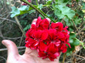 Vivid Red Pelargonium Peltatum Ivy Geranium Live Starter Cuttings - 3x6"