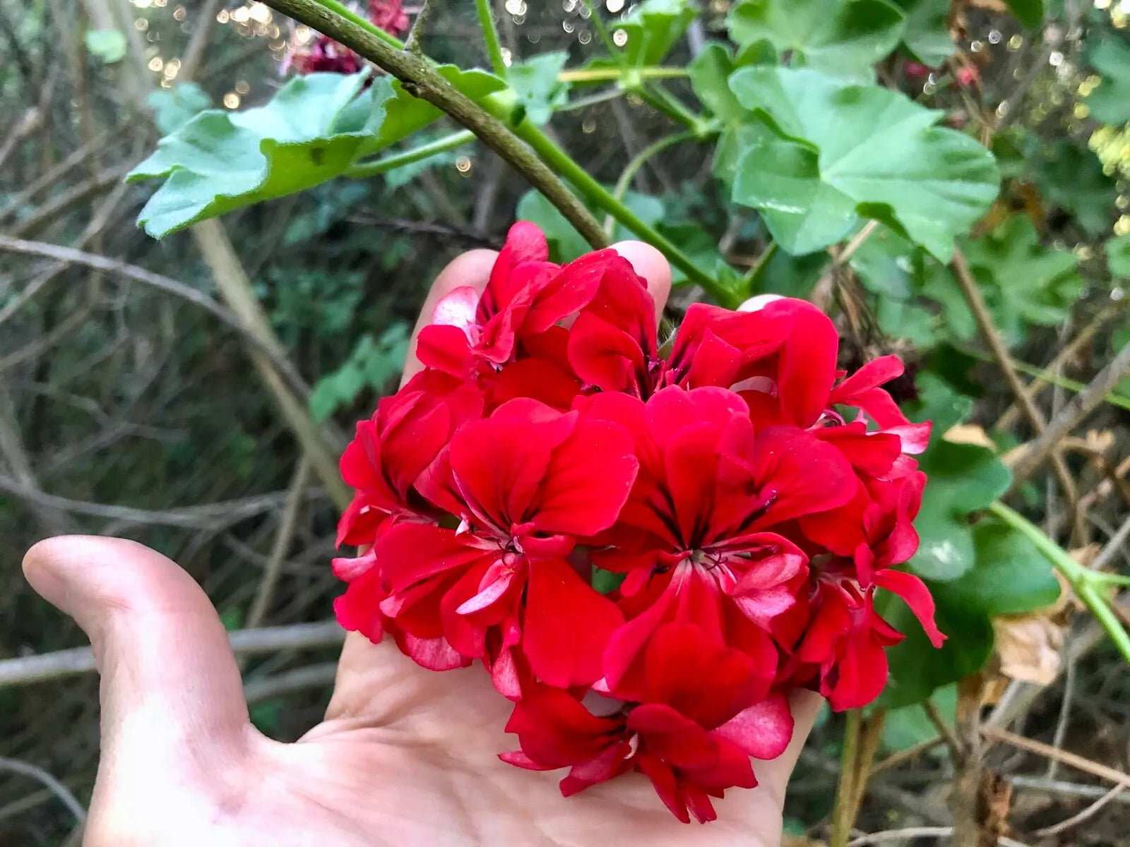 Vivid Red Pelargonium Peltatum Ivy Geranium Live Starter Cuttings - 3x6"