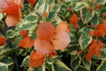 Orange Ice Bougainvillea Starter Plant - Small Well Rooted - Rare Flowering Plant - Bougainvillea spectabilis