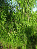 Mexican Weeping Bamboo Seeds - 100 Perennial Ornamental Seeds for Privacy - US Seller - (Bambusa vulgaris)