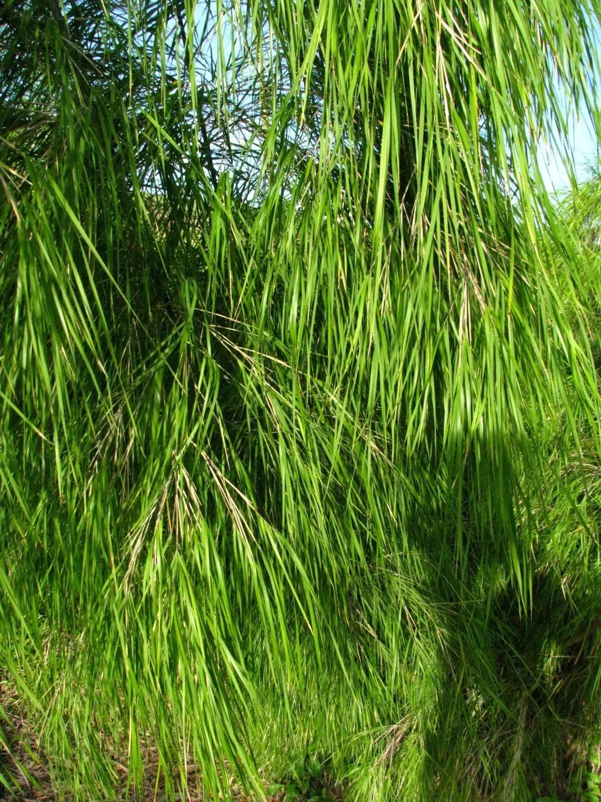 Mexican Weeping Bamboo Seeds - 100 Perennial Ornamental Seeds for Privacy - US Seller - (Bambusa vulgaris)