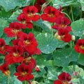 Troika Red Nasturtium Seeds - 50+ Pack - Garden Planting - Tropaeolum majus - USA