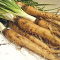 Salsify Seed - Mammoth Sandwich Island Variety - Fresh Organic Seeds - Tragopogon porrifolius