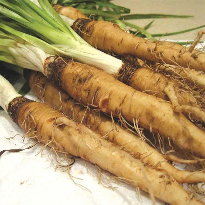 Salsify Seed - Mammoth Sandwich Island Variety - Fresh Organic Seeds - Tragopogon porrifolius