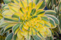 Sunburst Succulent Seeds - 40 Pack - Aeonium davidbramwellii - Drought-Tolerant Plant for Gardens and Containers