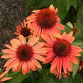 Sunset Coneflower Seeds - 50 Perennial Echinacea Flower Seeds - USA Grown 1395