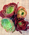 Aeonium Cuttings Set of 4 - 3" Diameter - Varied Colors - Aeonium spp.