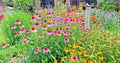 Native Wildflower Seed Mix - 2001+ Perennial Blend for Pollinators & Cut Flowers - 17 Varieties