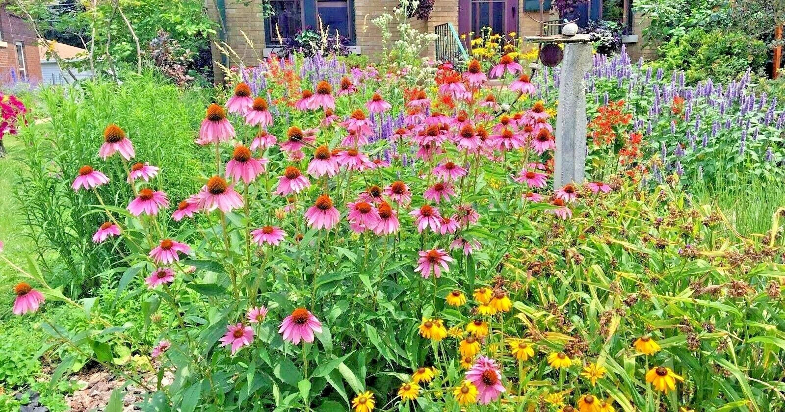 Native Wildflower Seed Mix - 2001+ Perennial Blend for Pollinators & Cut Flowers - 17 Varieties