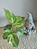 Live Rooted Pothos Cuttings (6) - Green Trailing Houseplant - Epipremnum aureum