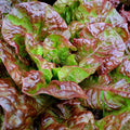 Ruby Red Leaf Lettuce Seeds - 1000+ Count Non-GMO Heirloom - Ideal for 2025 Planting - Lactuca sativa