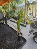 Screw Pine Plant, 3.5" Pot, Rooted, Pandanus utilis, Tropical Indoor Plant, Unique Foliage, Low Maintenance