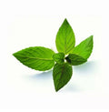 Peppermint Seeds 50 Count Mentha Piperita Hybrid Aromatic Herb for Gardening