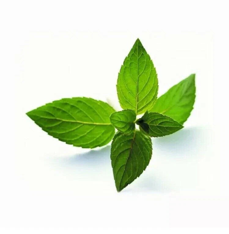 Peppermint Seeds 50 Count Mentha Piperita Hybrid Aromatic Herb for Gardening