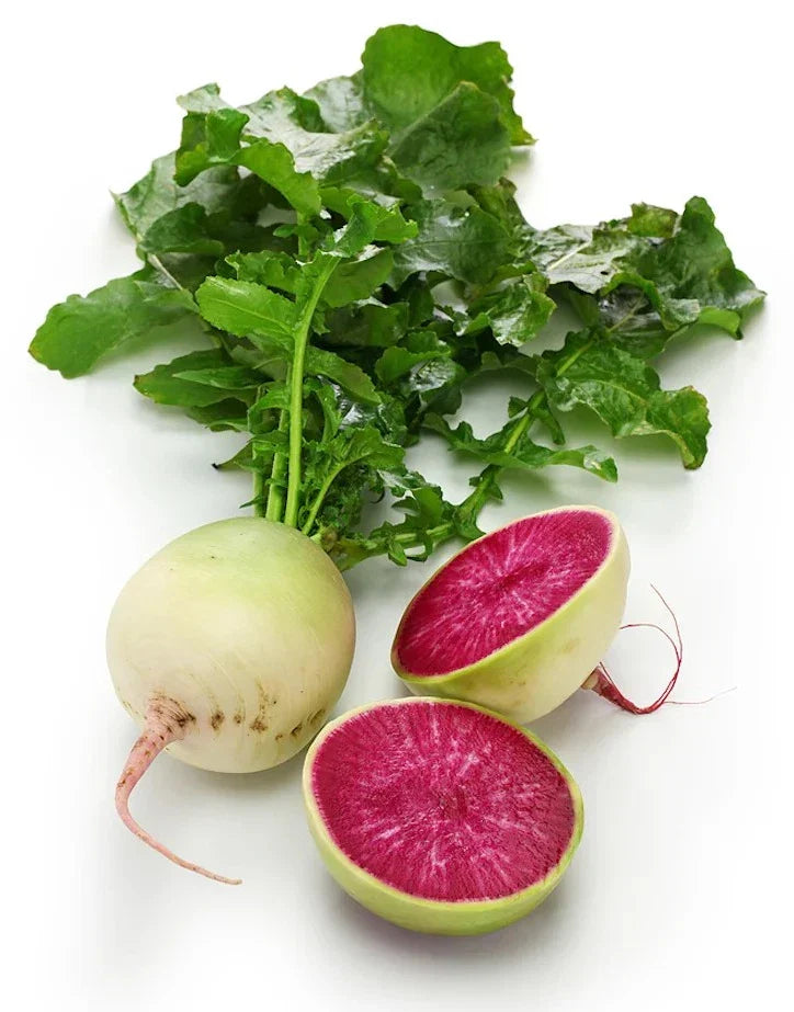 Watermelon Radish Seeds - 200+ Non-GMO Heirloom Organic Seeds - Raphanus sativus