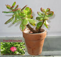 Rooted 12" Jade Plant Succulent, Crassula Ovata, Drought Resistant Houseplant, Easy Care Indoor Plant
