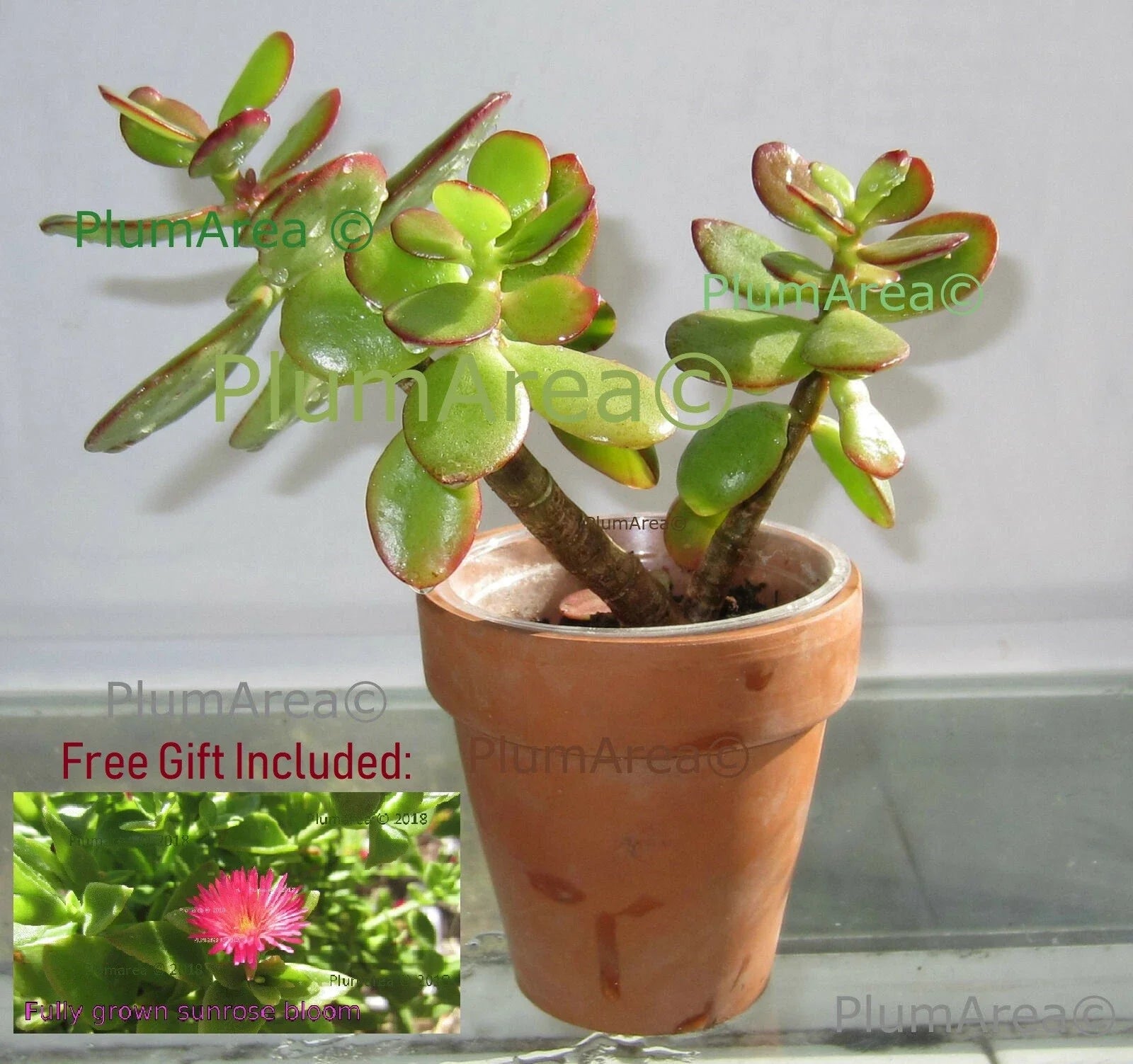 Rooted 12" Jade Plant Succulent, Crassula Ovata, Drought Resistant Houseplant, Easy Care Indoor Plant